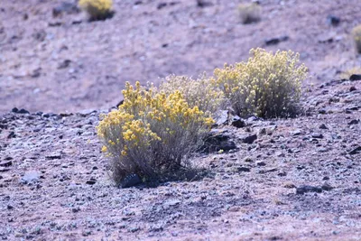 DSC_2207 (Large).JPG